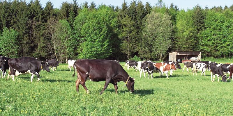 Hohensteiner Hofkaeserei