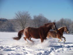 Pferde im Schnee