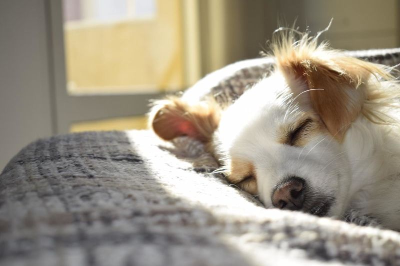 Hund