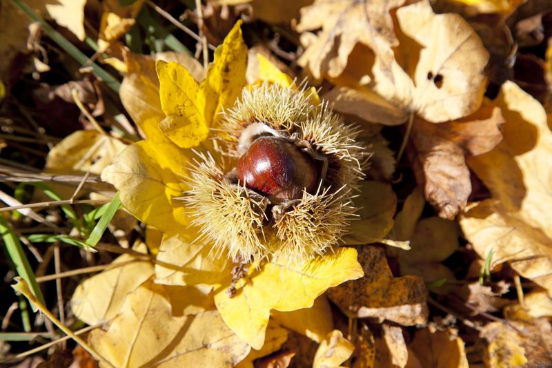 Kastanien im herbstlichen Walderlebnispfad