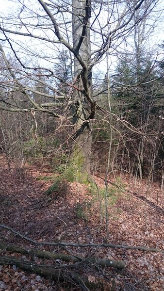 Rahrbacher Poesieweg - Verweil-Ort Lebensringe