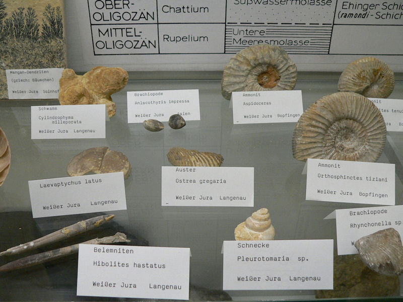 Museum für Vor- und Frühgeschichte in Langenau