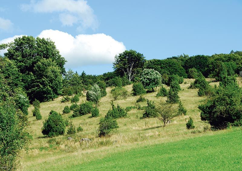 Naturschutzgebiet Greuthau