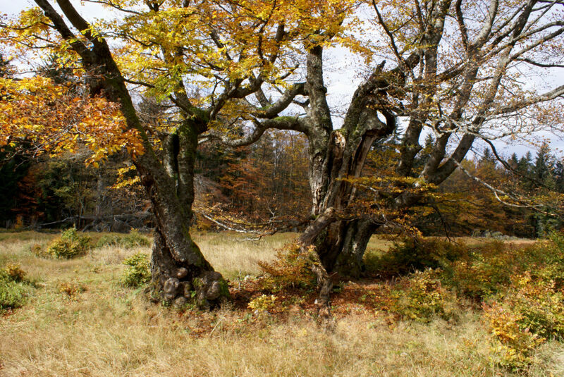 Alte Buchen im Herbst auf dem Rindl-Schachten