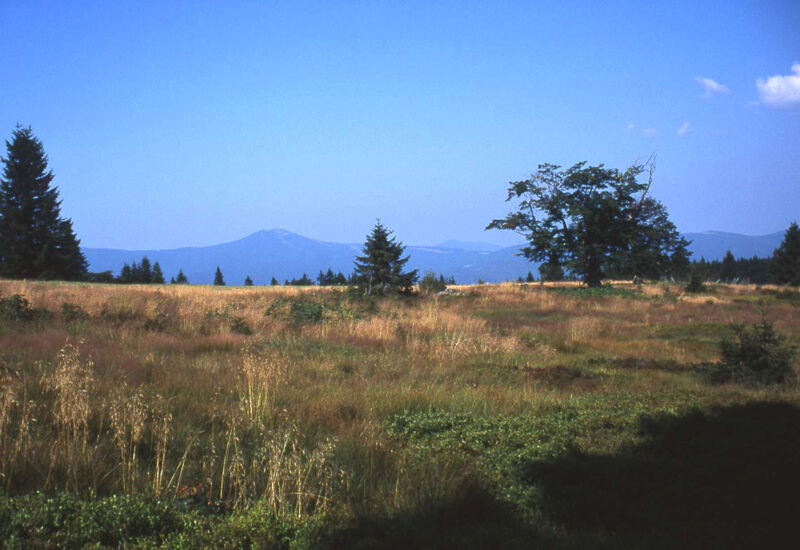 Blick vom Ruckowitzschachten im Nationalpark Bayerischer Wald zum Arber