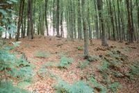 Landwehr-Baukloh_Foto-Untere-Denkmalbehoerde-Luedenscheid