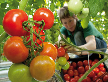 Tomaten von FONTANA Gartenbau GmbH, Foto: Patrick Pleul
