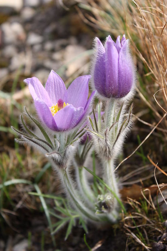 Küchenschelle im Naturschutzgebiet Böttental