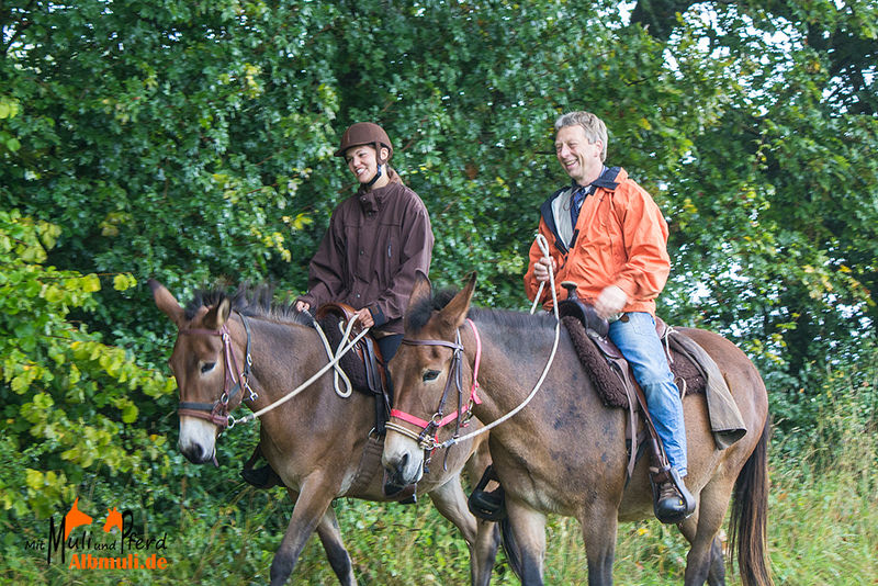 wanderreiten schwäbische alb ohne eigenes pferd in online