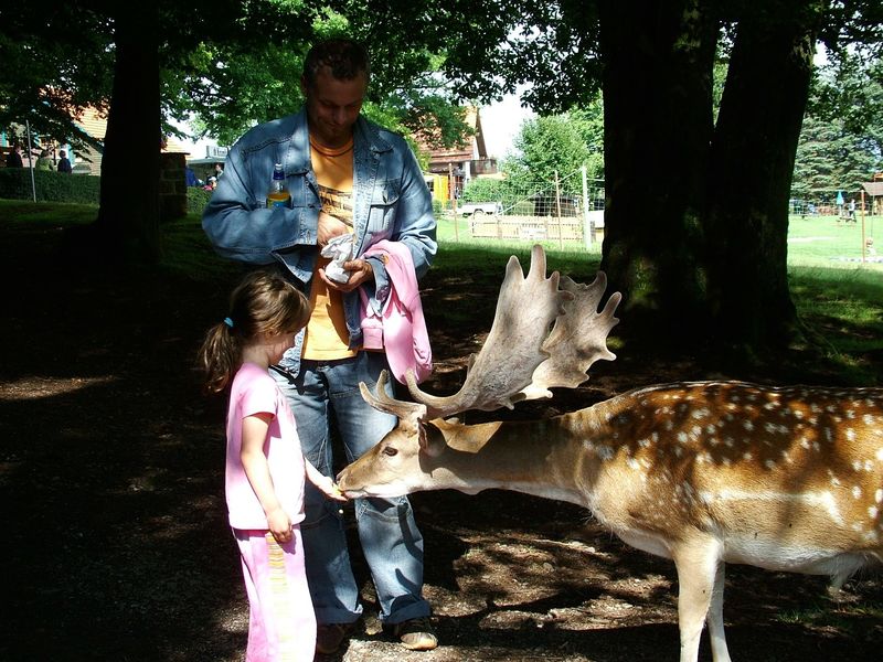 Freilaufende Wildtiere füttern im Bergwildpark Meißner im Geo-Naturpark Frau-Holle-Land