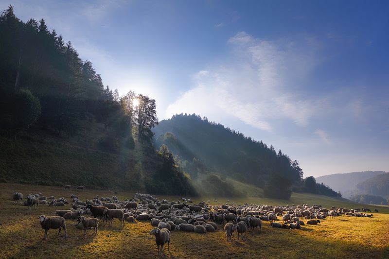 Albschafe im Sonnenlicht