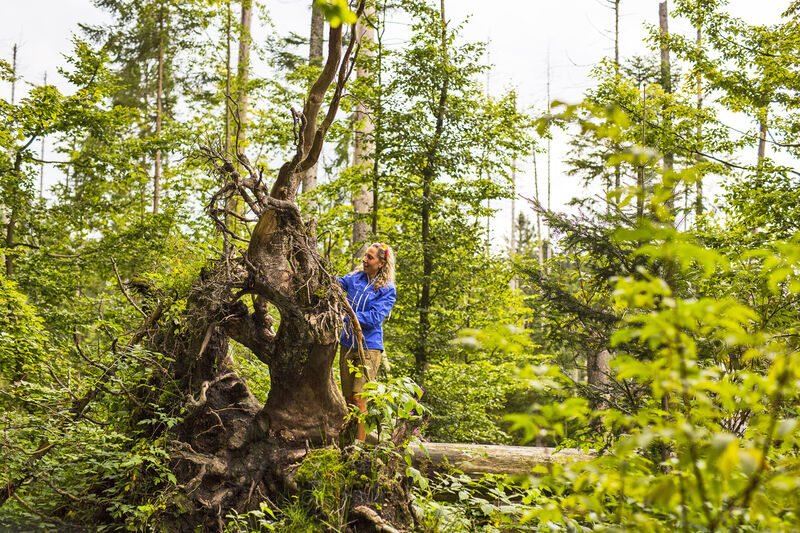 Im Nationalpark Bayerischer Wald