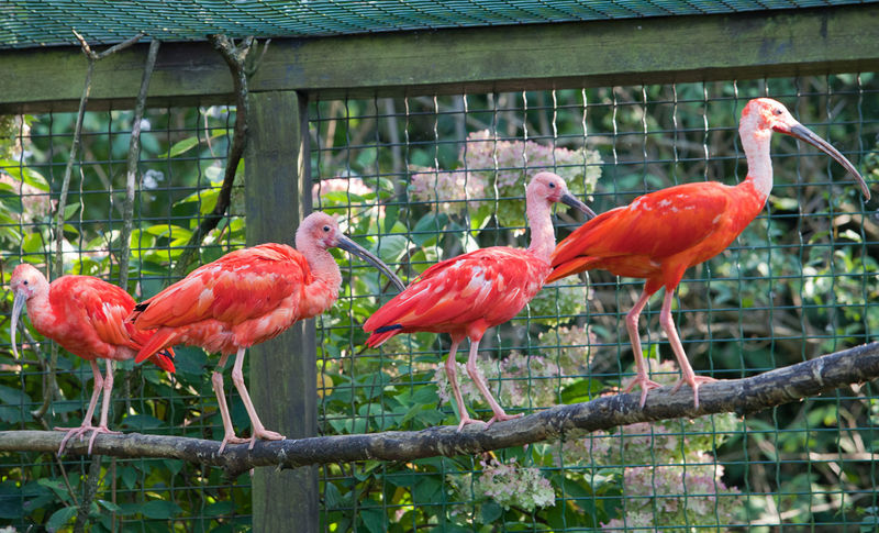 Im Vogelpark Irgenöd