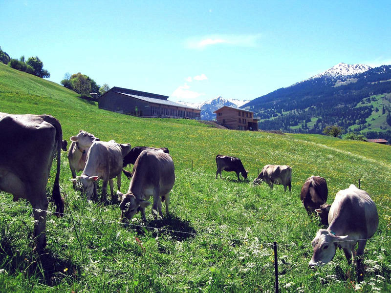 Die Kühe geniessen die Wiesen unterhalb vom Biohof
