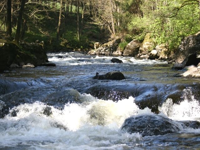 Das Wildwasserparadies Dießensteiner Leite im Ilztal und Dreiburgenland