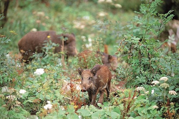 kleine Wildschweine im Freizeitopark Markwasen