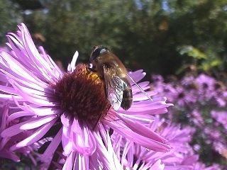 Biene auf Blüte im Kräutergarten bei Ringelai