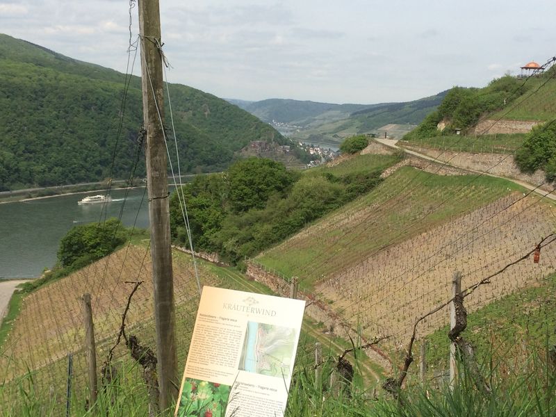 Wildkräuter Wanderweg