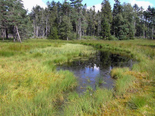 Das Hochmoor Wilde Aue in der Gemeinde Sonnen im Wegscheider Land