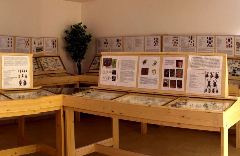 Die Käferausstellung in Spiegelau