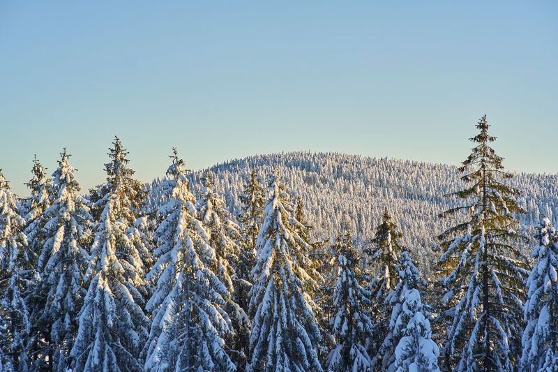 Der Bayerische Wald ist für Langläufer ein echter Wintertraum