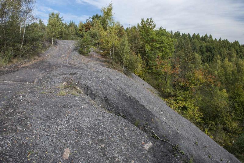 Saarkohlenwald