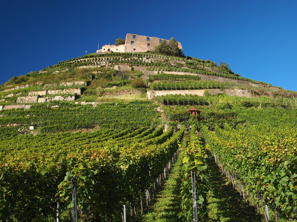 Staufen - Burgruine | Münstertal Staufen