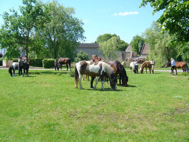 Ponyfarm Bendix, Foto: Anne-Kathrin Bendix