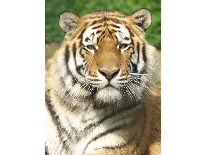 Blick ins Gesicht eines Tigers im Tiergarten Straubing