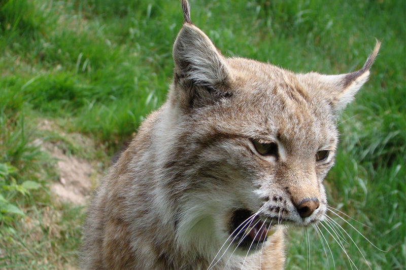 Luchs im Tierpark Suhl