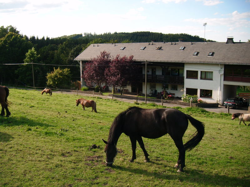 Reiterhof Nehlingshof Sauerland Reiterhof Nehlingshof Sauerland
