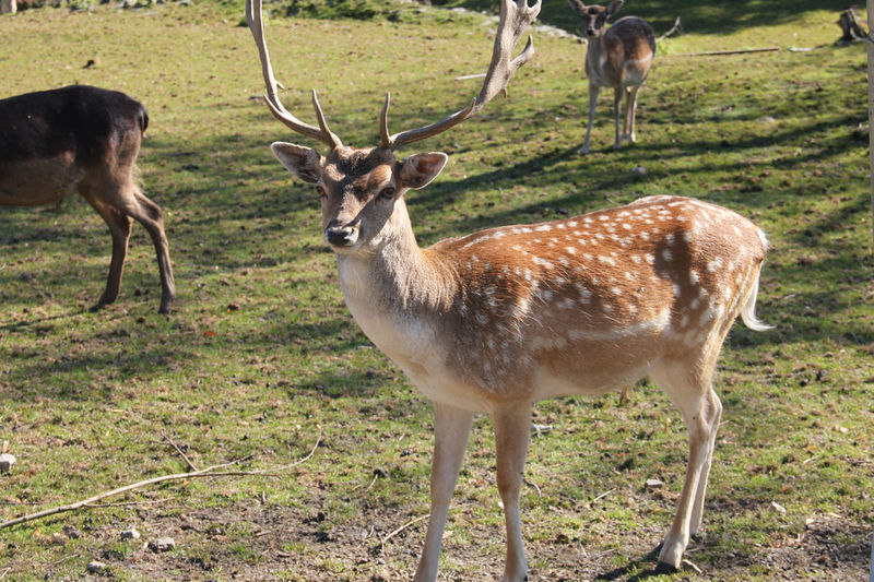 Blick auf ein Reh im Wildgehege Unterschönau