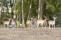 Wildpark Differten | Tourismus Zentrale Saarland