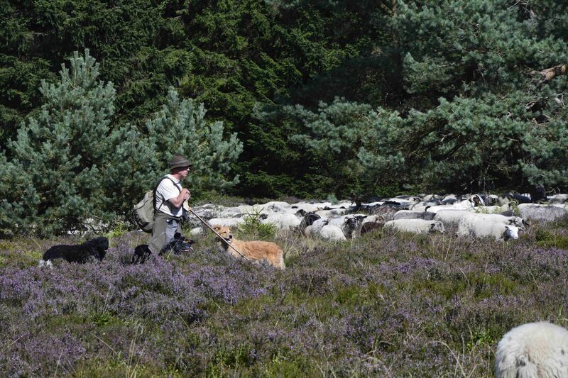 Niedersfelder Heide