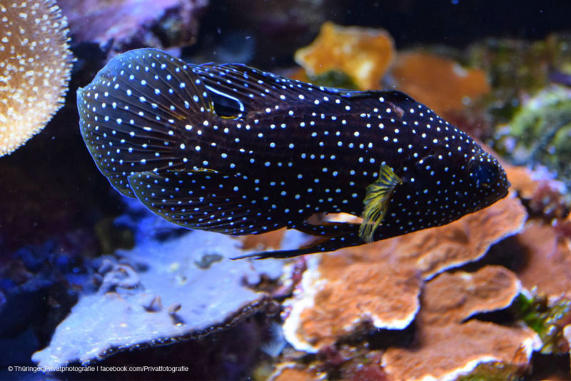 Impressionen von einem Fisch im Meeresaquarium Zella-Mehlis.