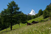 The Matterhorn behind lush green meadows.