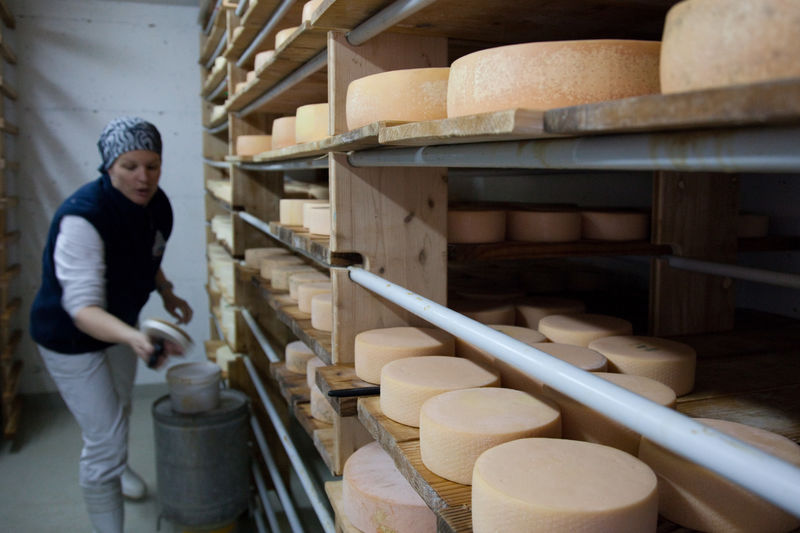 The cheeses are rubbed with brine, turned and placed on shelves to mature further.
