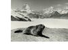 Zum Vergleich: Ein Bild aus den 50er Jahren des 20. Jahrhunderts. Das Eis des Gornergletscher  reichte noch viel höher hinauf. Im Vordergrund: Murmeltier.