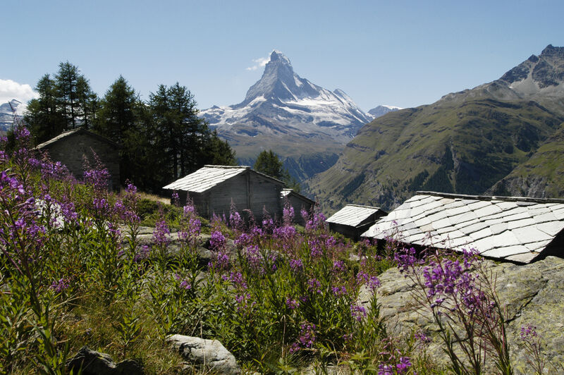 Alpwiesen, Alpenblumen, romantische Häuser und das Matterhorn - was will man in der Zermatter Bergwelt noch mehr?