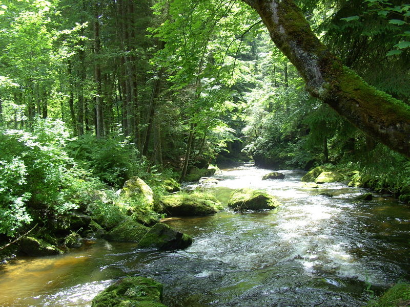 Flusswanderung am Großen Regen Bayerischer Wald